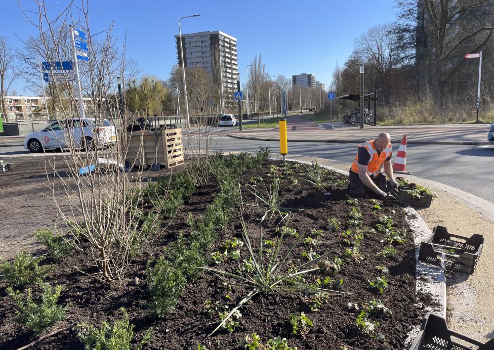 Medewerker plant groen op rotonde