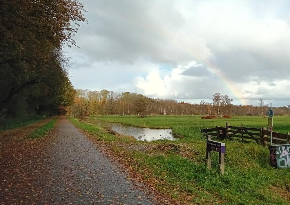 Amsterdamse Bos in herfst met regenboog