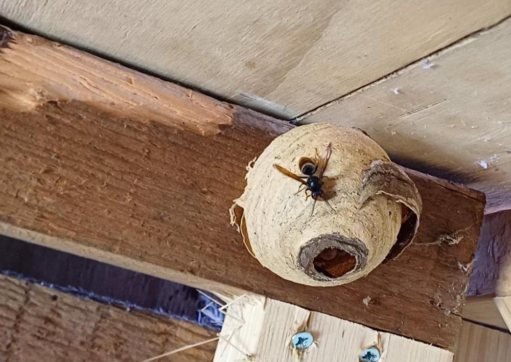 nest van een Aziatische hoornaar