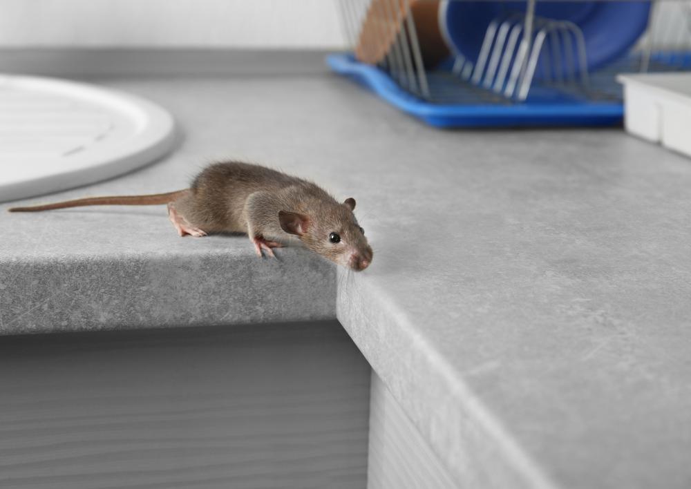 Muis op het aanrecht