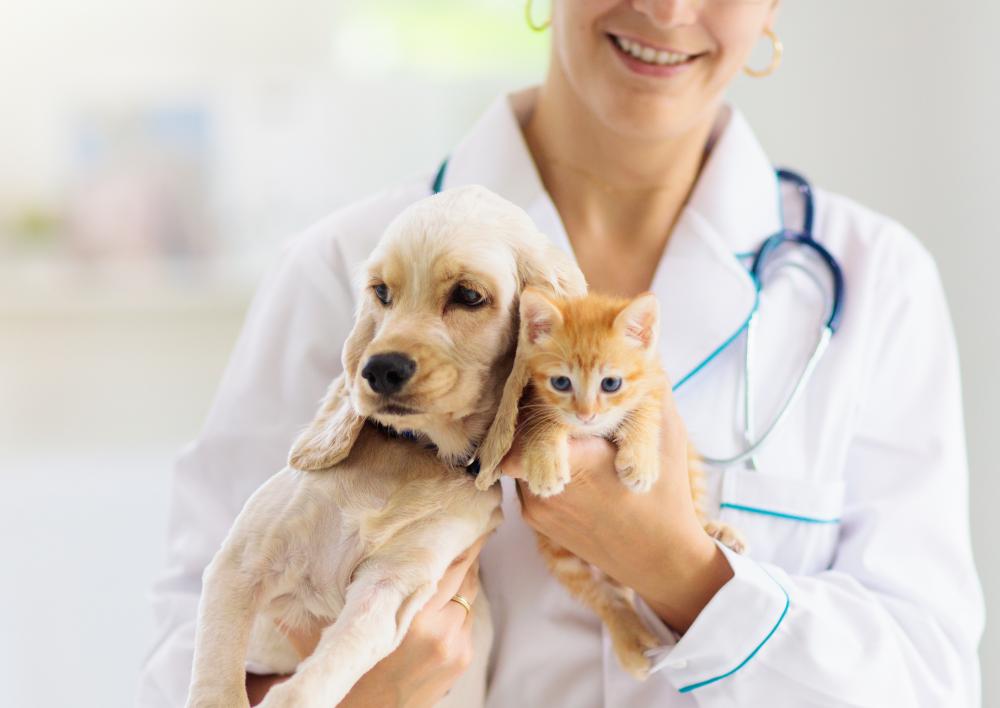 Hond en kat bij de dierenarts