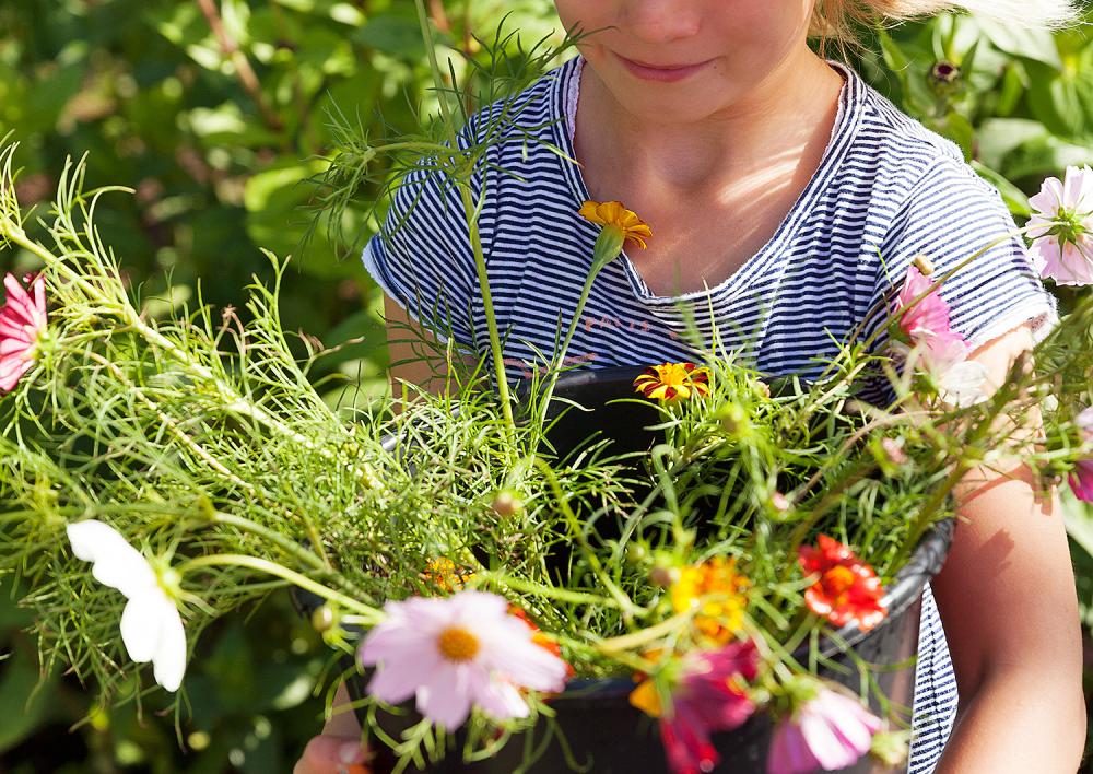 Bloemen plukken in Pluktuin Amstelveen