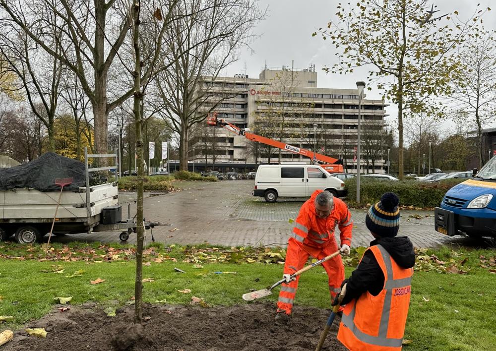 Twee medewerkers planten nieuwe bomen in Kronenburg