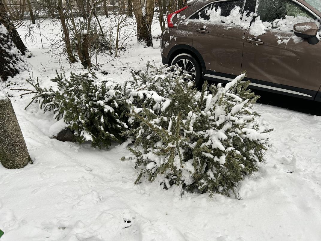 Kerstbomen in de sneeuw